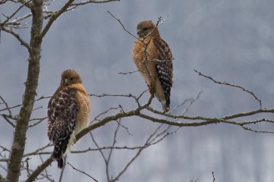 Image 2671 - Professional Wildlife photography by Bobby Shull