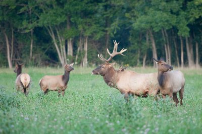 Image 3475 - Professional Wildlife photography by Bobby Shull