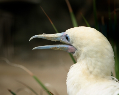 Image 3881 - Professional Wildlife photography by Bobby Shull