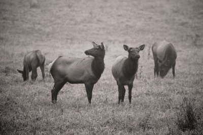 Image 6567 - Professional Wildlife photography by Bobby Shull