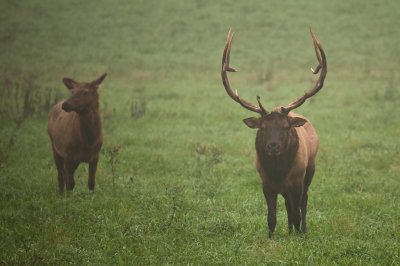 Image 6576 - Professional Wildlife photography by Bobby Shull