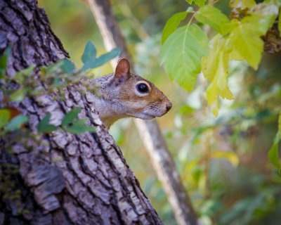 Image 7403 - Professional Wildlife photography by Bobby Shull