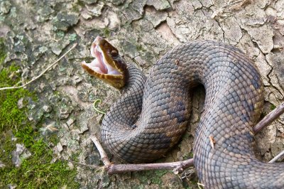 Image 8295 - Professional Wildlife photography by Bobby Shull