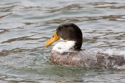 Image 8370 - Professional Wildlife photography by Bobby Shull