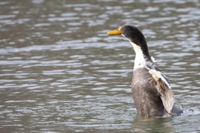 Image 8376 - Professional Wildlife photography by Bobby Shull