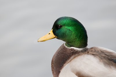 Image 8382 - Professional Wildlife photography by Bobby Shull