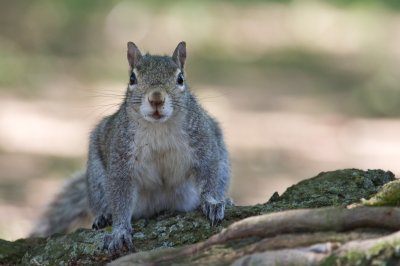 Image 8958 - Professional Wildlife photography by Bobby Shull
