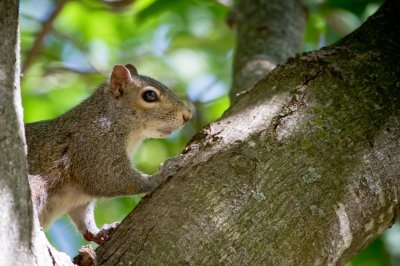 Image 8973 - Professional Wildlife photography by Bobby Shull